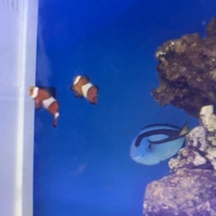 カクレクマノミ 2匹 海水魚 大人気個体 アクアリウム水槽の画像
