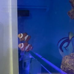 カクレクマノミ 2匹 海水魚 大人気個体 アクアリウム水槽の画像
