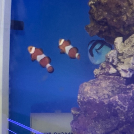 カクレクマノミ 2匹 海水魚 大人気個体 アクアリウム水槽