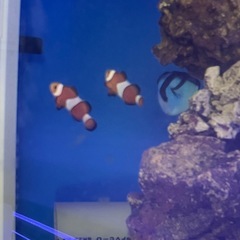 カクレクマノミ 2匹 海水魚 大人気個体 アクアリウム水槽の画像