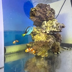 カクレクマノミ 2匹 海水魚 大人気個体 アクアリウム水槽の画像