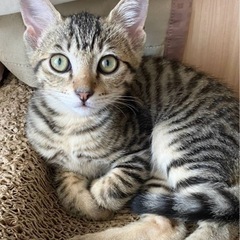 元気で甘えん坊な男の子