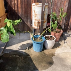 モンステラ　植木　観賞植物の画像
