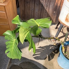 モンステラ　植木　観賞植物の画像