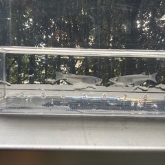 緑光マリアージュ 稚魚10匹（小さめ） めだか ビオトープにの画像