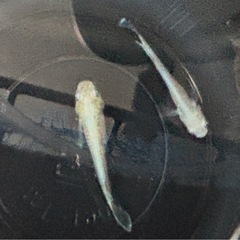 緑光マリアージュ 稚魚10匹（小さめ） めだか ビオトープにの画像