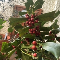 クリスマス・ホーリーの画像