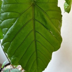ウンベラータ 観葉植物の画像