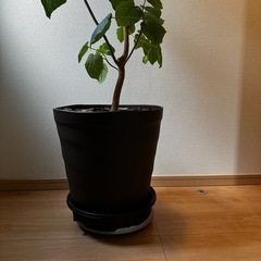 ウンベラータ 観葉植物の画像