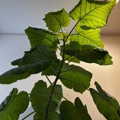 ウンベラータ 観葉植物の画像