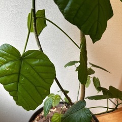 ウンベラータ 観葉植物の画像