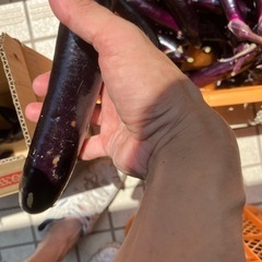 須久万で育てた有機なすび5kgの画像