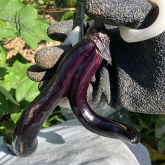 須久万で育てた有機なすび5kgの画像