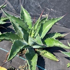 多肉植物 アガベ サルミアナフェロックス ローガンカルホーンの画像