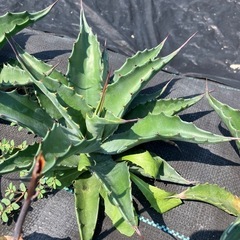 多肉植物 アガベ サルミアナフェロックス ローガンカルホーンの画像