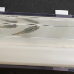 メダカ 令和ラメ王
の画像