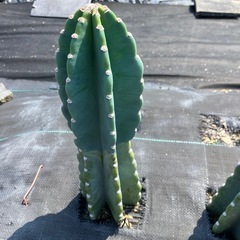 多肉植物 サボテン 鬼面角の画像