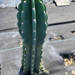 多肉植物 サボテン 鬼面角の画像