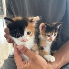 仲良し姉妹の子猫