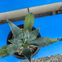 リュウゼツラン鉢入りの画像