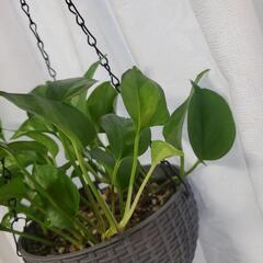 ポトスグローバルグリーンの画像
