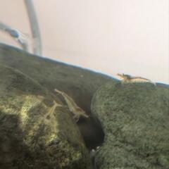 ミナミヌマエビ 10匹の画像