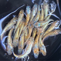 メダカ、均一値段‼️💐 の画像