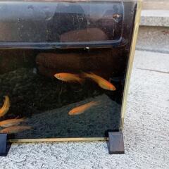 メダカ楊貴妃の画像