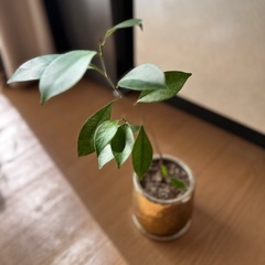 ガジュマル 観葉植物 挿し木の画像