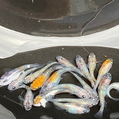 (決まりました)桜餅🌸　メダカ　１５匹＋αの画像