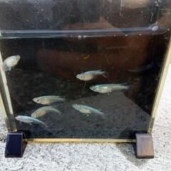 メダカ幹之の画像