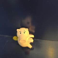 ミニブタの画像