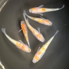 25-3 メダカ　王華　3ペア　6匹 (画像個体現物)の画像