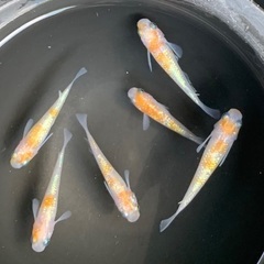 25-3 メダカ　王華　3ペア　6匹 (画像個体現物)の画像