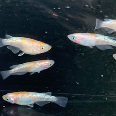 25-3 メダカ　王華　3ペア　6匹 (画像個体現物)の画像