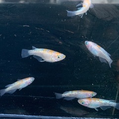 25-3 メダカ　王華　3ペア　6匹 (画像個体現物)の画像