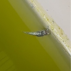 レックウザ　卵　10個の画像