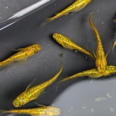 メダカ　サンシャイン　5匹の画像