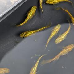 メダカ　サンシャイン　5匹の画像