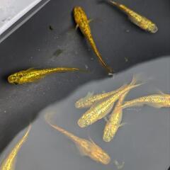 メダカ　サンシャイン　5匹の画像