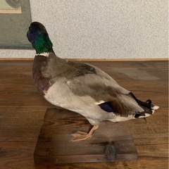 剥製の画像