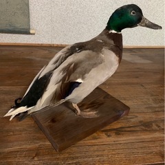 剥製の画像