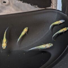 メダカ 4品種 20匹セット② クラウドグレイ 夜桜 めだか ビオトープの画像