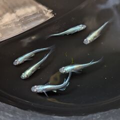 メダカ 4品種 20匹セット② クラウドグレイ 夜桜 めだか ビオトープの画像
