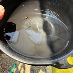 レッドクリフダーク　メダカの画像