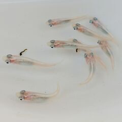 メダカ 4品種 20匹セット② クラウドグレイ 夜桜 めだか ビオトープの画像