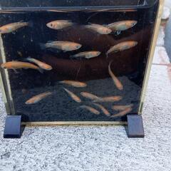 メダカ白カブキ選別漏れの画像