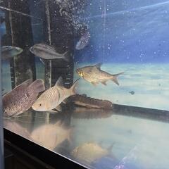 レッドフィンバルブの画像