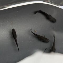 メダカ　曜変天目　5匹の画像