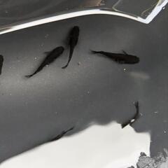 メダカ　曜変天目　5匹の画像